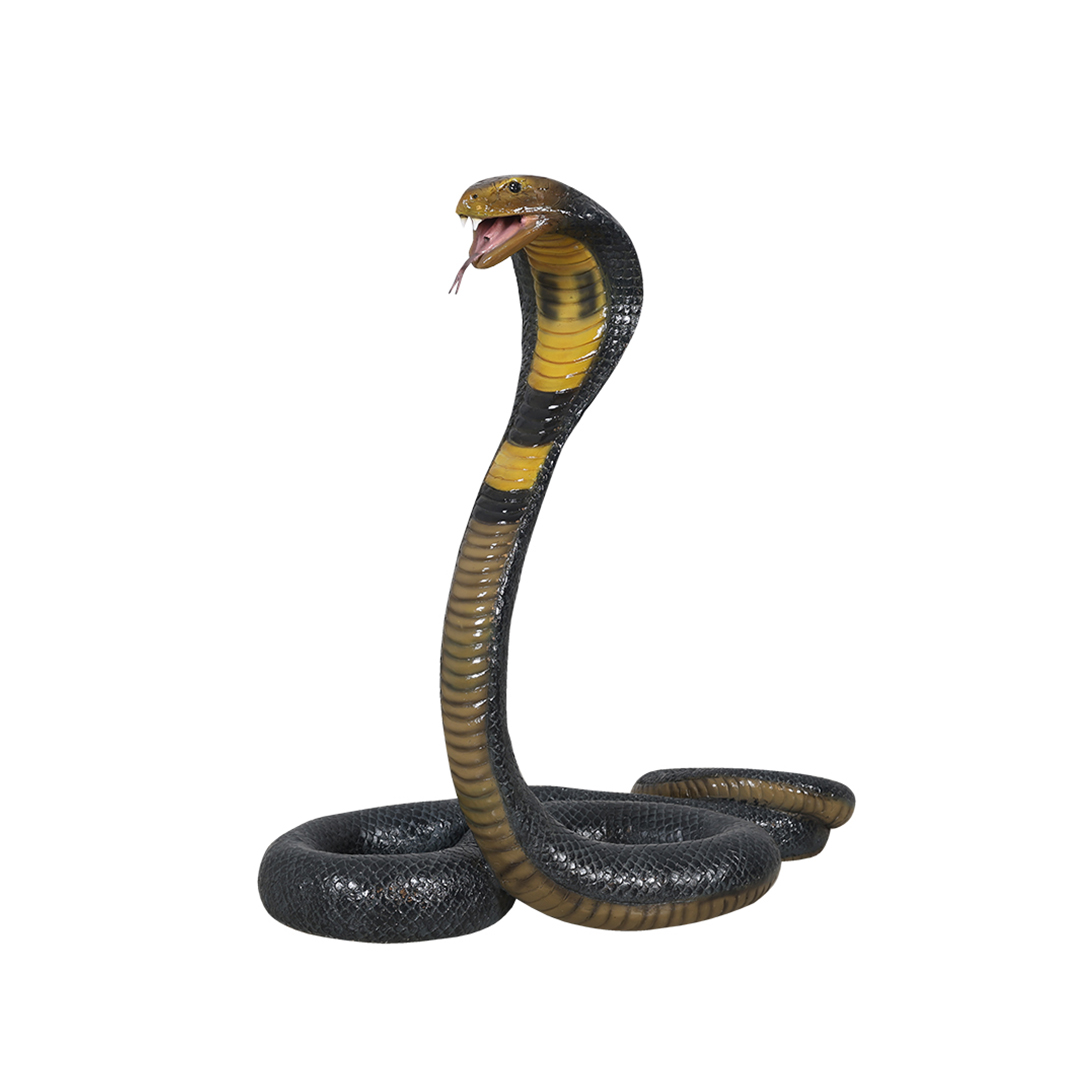 Cobra slang
